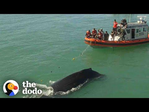 Rescuers Spend 4 Hours Freeing Humpback Whale From Fishing Net #Video