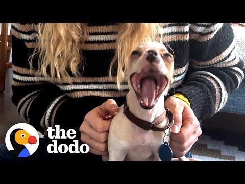 Meet The World's Smallest Pit Bull #Video