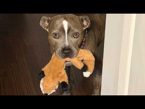 Rescue dog comforts toy after losing baby #Video