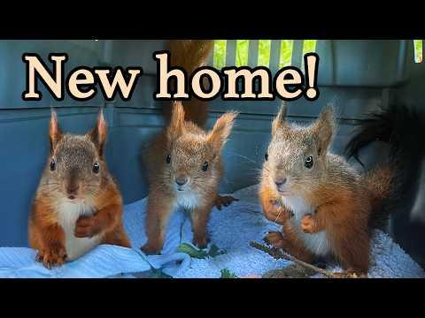 Baby Squirrels are too big for their box - it’s time for a new home! #Video