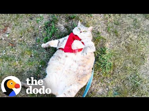 Enormous 30-Pound Cat Who Couldn't Even Walk Loses Over 20 Pounds #Video