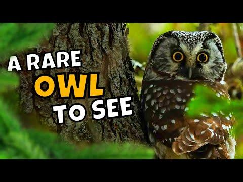 All About the Rare Boreal Owl and How to Find One #Video