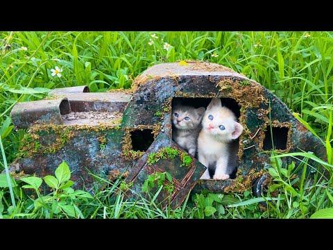 Rescued Kitten From An Old Abandoned Car - Before And After Building Wonderful Hello Kitty House #Vi
