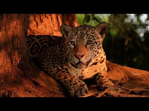 Beautiful Jaguar Grooming at Sunset | 4K | Brazil Pantanal | Robert E Fuller #Video