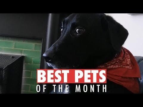 Best Pets of the Month | October 2018