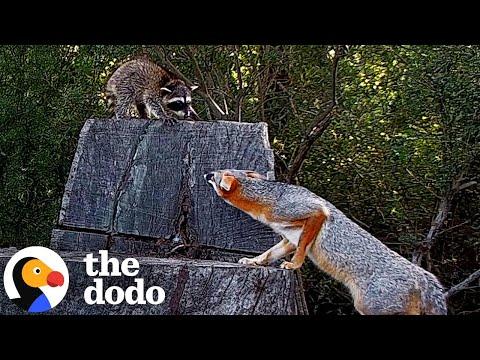 Raccoon Cub Spends The Night In A Fox Den #Video