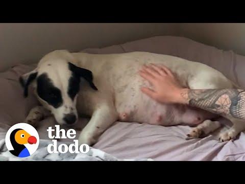 Mama Rescue Dog Gives Birth To SO Many Puppies #Video