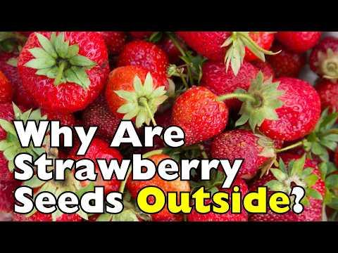 Why Are Strawberry Seeds on the Outside? #Video
