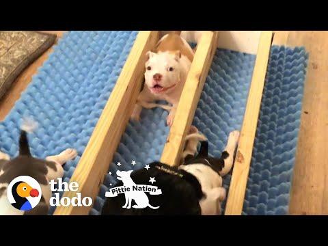 Pittie Puppy Rescued From The Worst Owner Smiles Through Every Setback Video