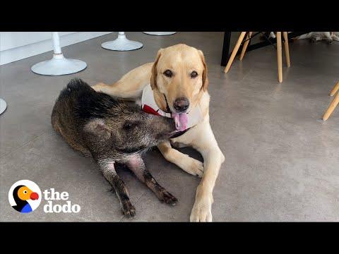 2-pound Wild Boar Grows Up Believing She's a Puppy #Video
