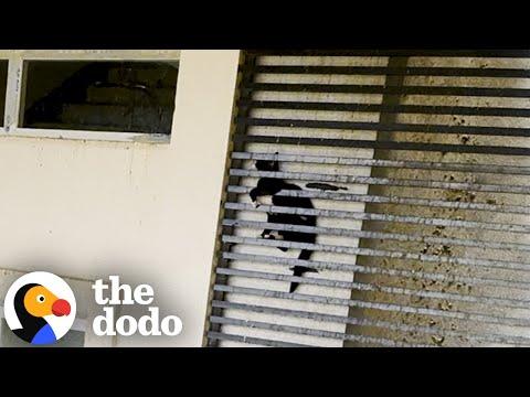 Cat Was Stuck Between Grates Of A 20-Story Building #Video