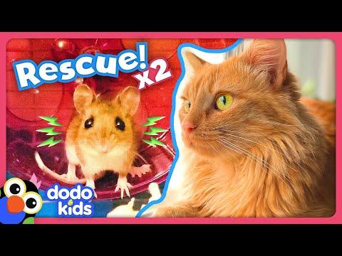 Can Rescuers Save A Frozen Mouse And A Lonely Kitten? #Video