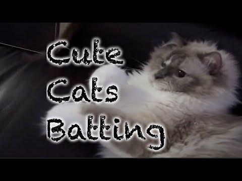 Cute Cats Batting Compilation