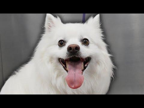 A dog with a permanent smile #Video