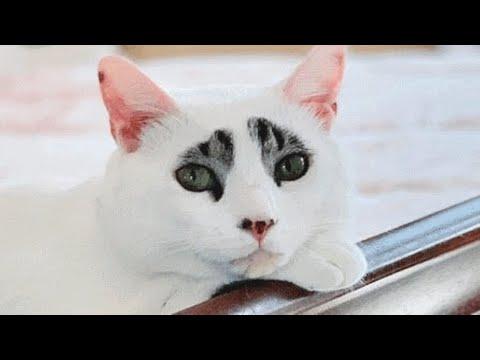 This cat's face would confuse even his own mother #Video