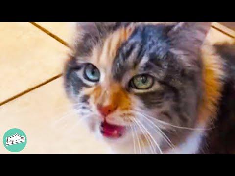 Cat’s Meow Sounds Like OK And Owner Is Obsessed #Video