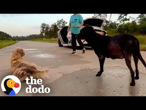 Mama Dog Leads Rescuers Straight To Her Puppies #Video