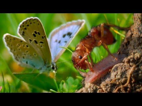 The Large Blue Butterfly Adopted By Ants | BBC Earth