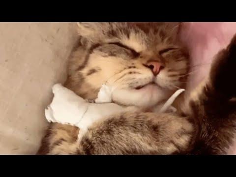 Mama cat wouldn't stop crying after losing baby. #Video