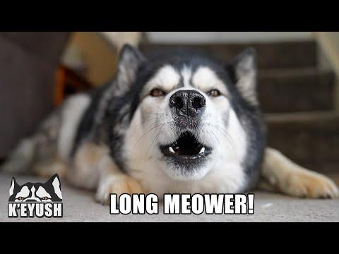 My Husky TALKS To Meerkats Video! He Loves to TALK!