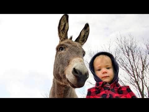 Donkey meets 3-year-old boy and decides to become his bodyguard #Video