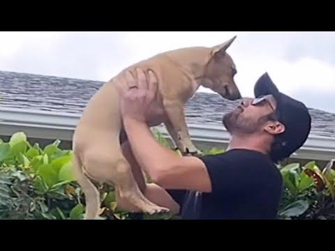 Rescue dog's obsessed with dad #Video