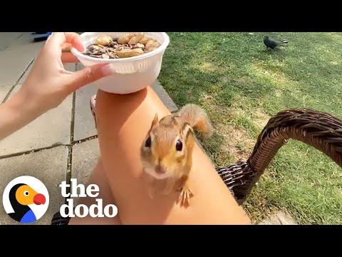 Chipmunk Plays Freeze Game With His Human BFF #Video