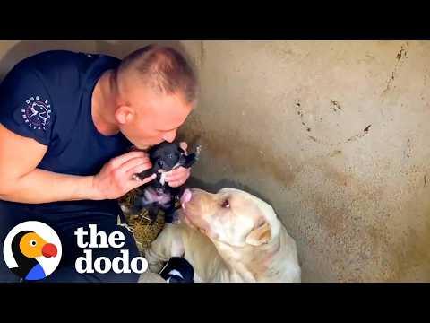 Man Finds Abandoned Mama Dog Raising Her Puppies In Garbage #Video