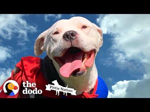 The Magic Moment This Paralyzed Pit Bull Got Up And Walked Again | The Dodo Pittie Nation