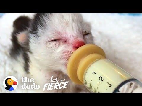 This Teeny, Pink, Sunburned Kitten Grow Up to Be GORGEOUS and Fluffy | The Dodo Little But Fierce