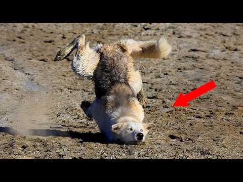 The Hilarious Animals Video of 2026 Was Definitely Worth The Wait! #Video