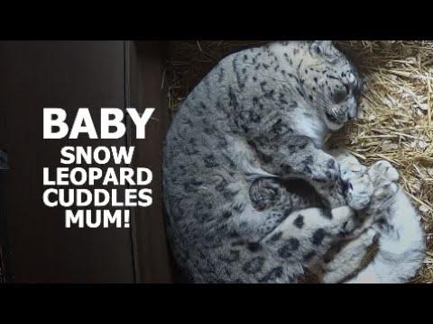 The PERFECT MOMENT between mum and CUB! #Video