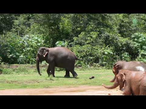 Elephant Ponsawan Loves To Run Into The Forest And Always Calling Her Friends To Join - ElephantNews
