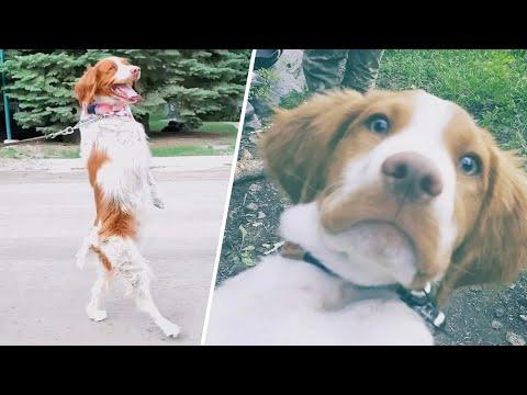 Dog Starts To Walk Like Humans After Losing Leg #Video