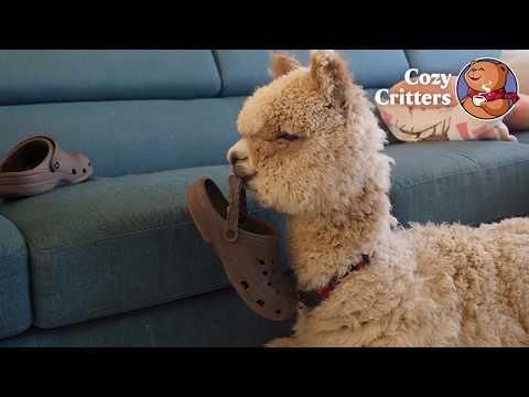This Alpaca Lives Inside the House (and Acts Like a Dog) #Video