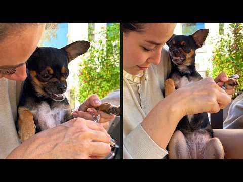 He Got Real Mad | YOUR Daily Dose of Pets #Video