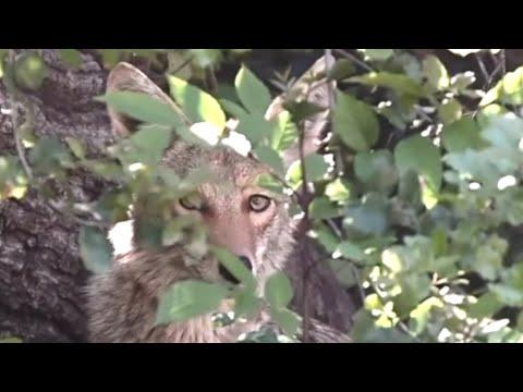 This coyote love story is wild #Video