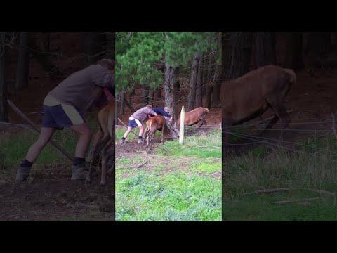 Brave Men Rescue Two Stuck Stags #Video