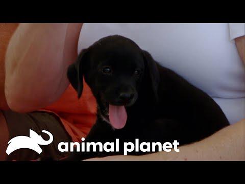 Adorable Puppy Breaks Rescue Dog Out of Her Shell | Pit Bulls & Parolees | Animal Planet #Video