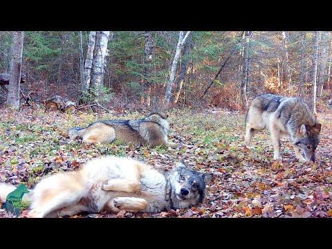 Wolf pups enjoying fall in the Northwoods #Video