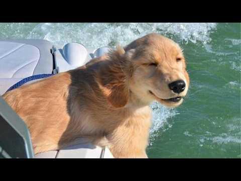 This Dog's Reaction Is Priceless! | Funniest Golden Retriever Dogs Ever! #Video