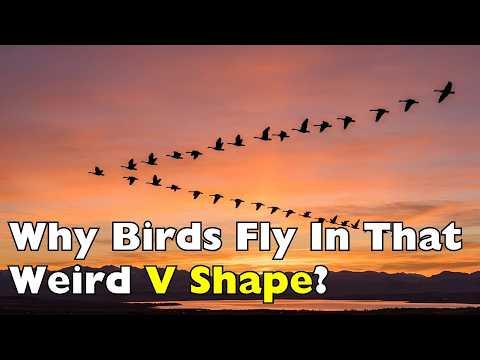 What Birds Are Actually Doing When They Fly in a V Formation #Video