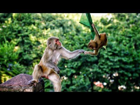 Monkey Temple - Swayambhunath In 4K!