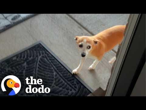 Neighbor Dog Wasn’t Getting Enough Attention — So She Found A New Family #Video