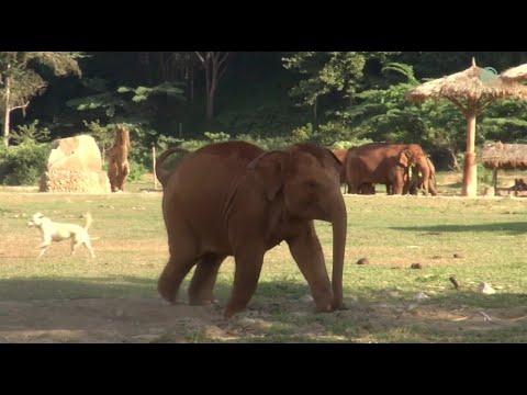 LekLek, The Naughty Baby Elephant Playtime With Dogs - ElephantNews #Video