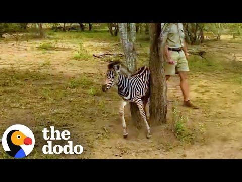 Baby Zebra Stuck In A Tree Gets Rescued By Rangers #Video