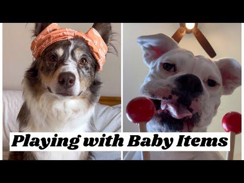 When Mom starts buying baby items - Layla The Boxer #Video