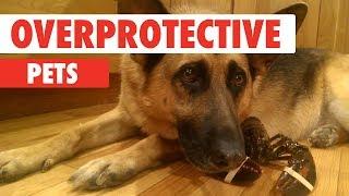Overprotective Pets