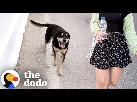 Stray Dog Follows Couple On Vacation In Greece Back To Their Hotel... #Video