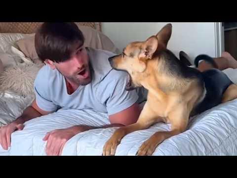 When Dogs Are Being Silly with Their Humans #Video